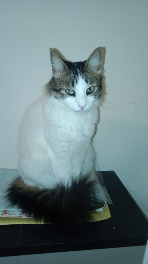 Orión