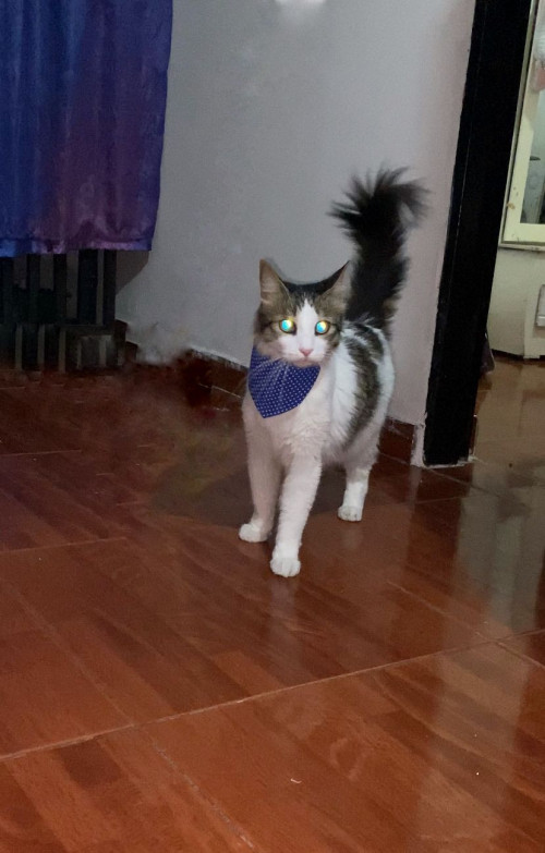 Orión