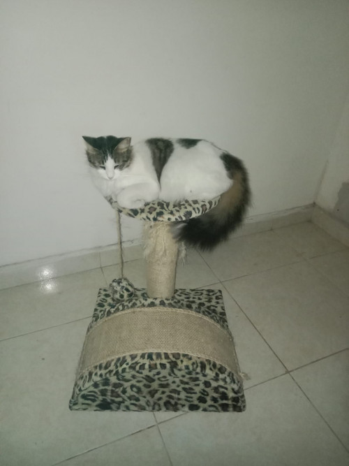 Orión