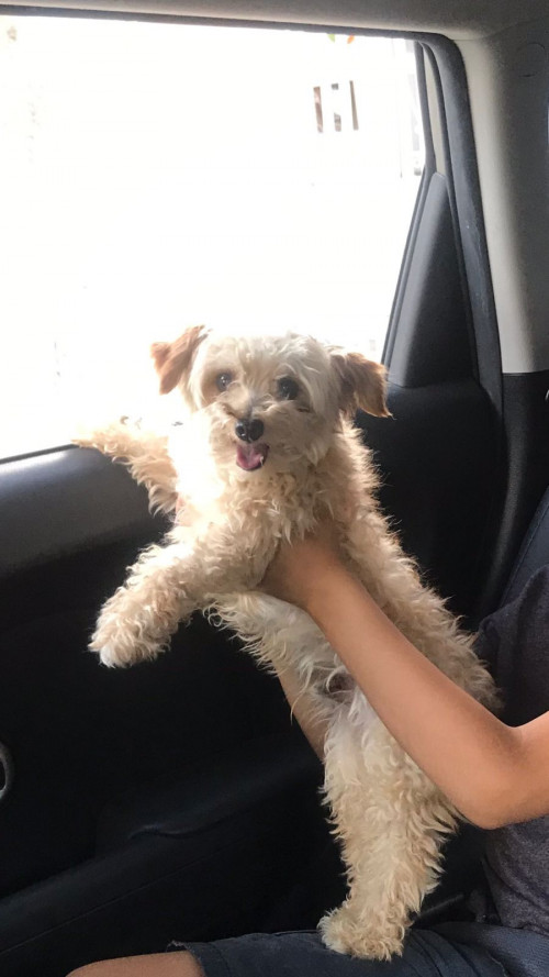Tiko