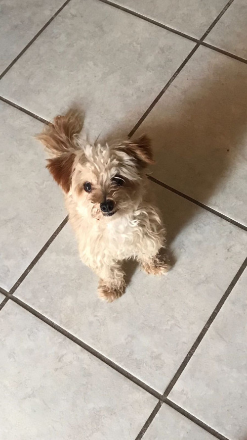 Tiko