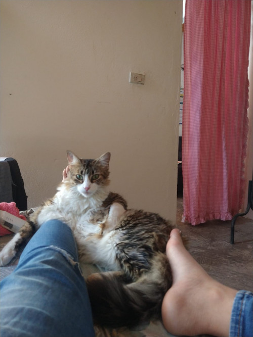 Kimara