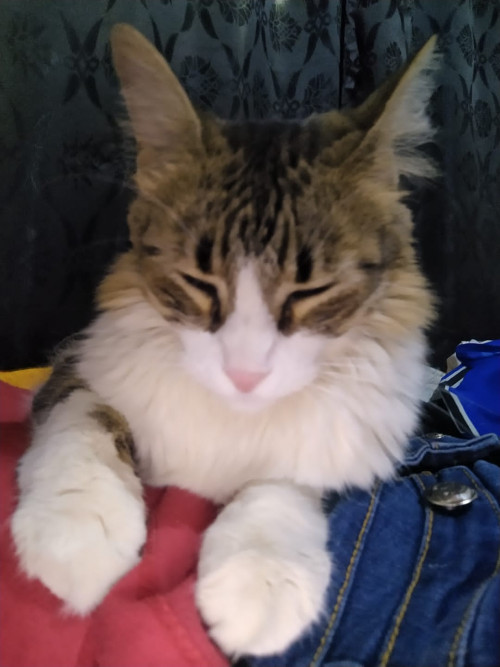 Kimara