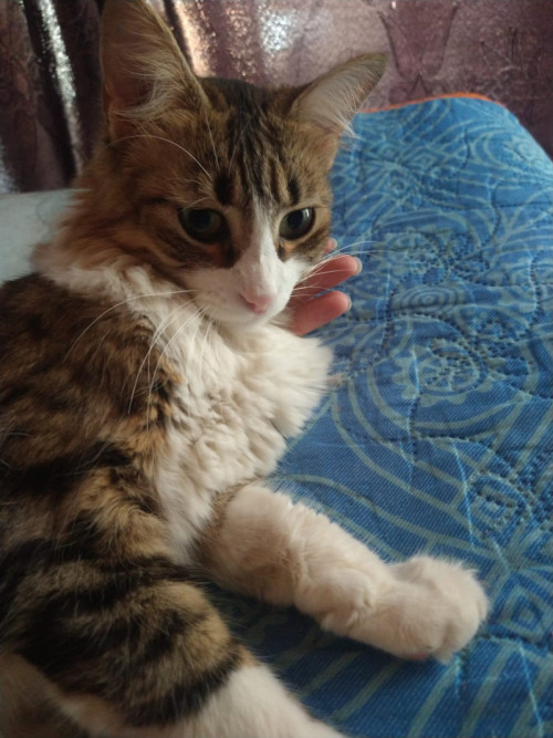 Kimara