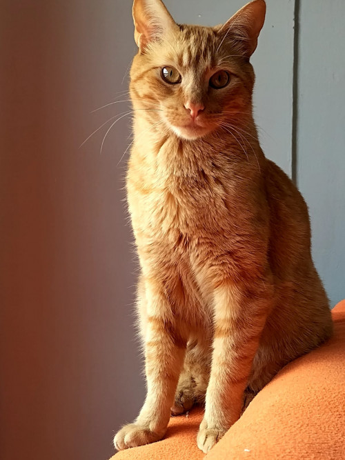 Maracuyá