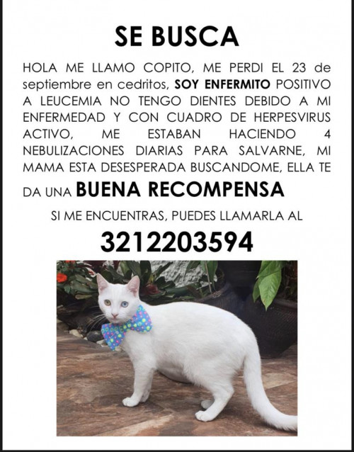 Copito