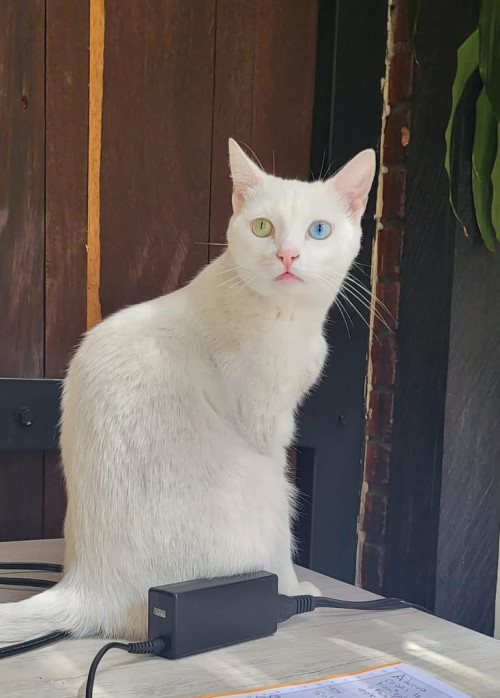 Copito