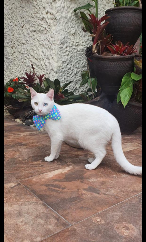 Copito