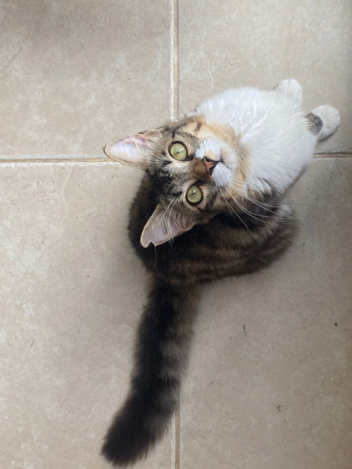 Tara