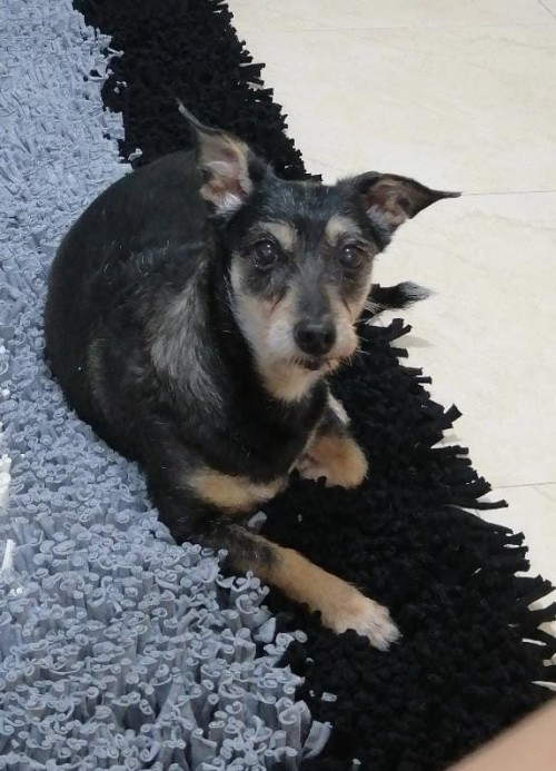 Muñeca