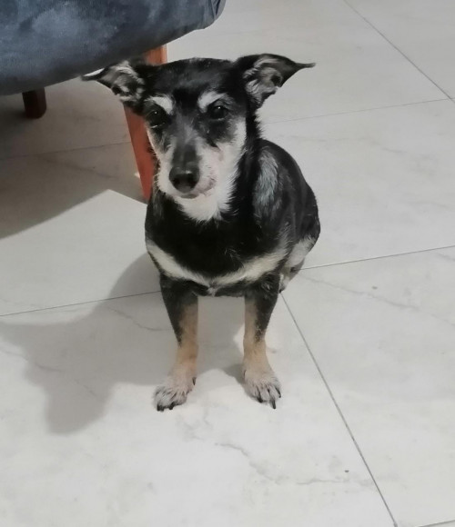 Muñeca