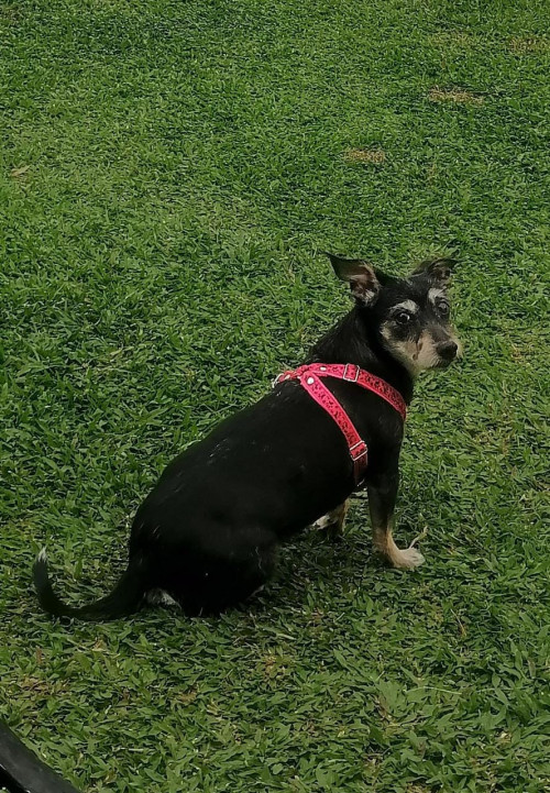 Muñeca