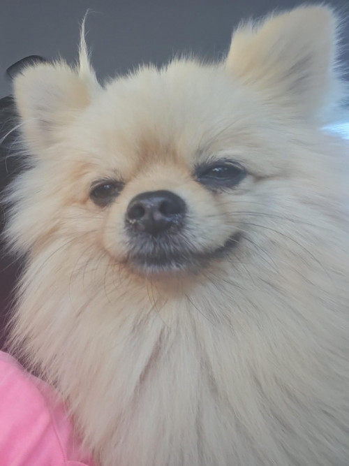 Luca