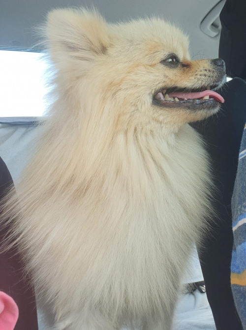Luca