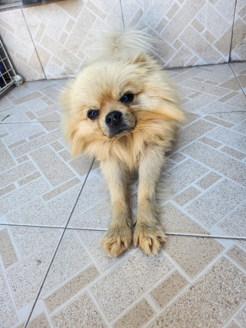 Luca