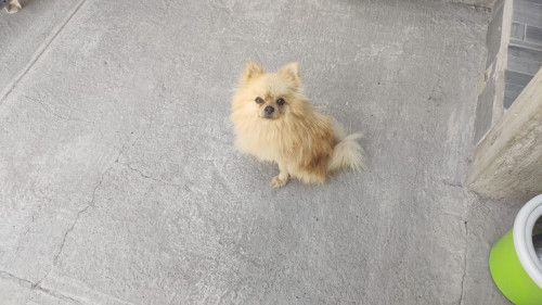 Luca