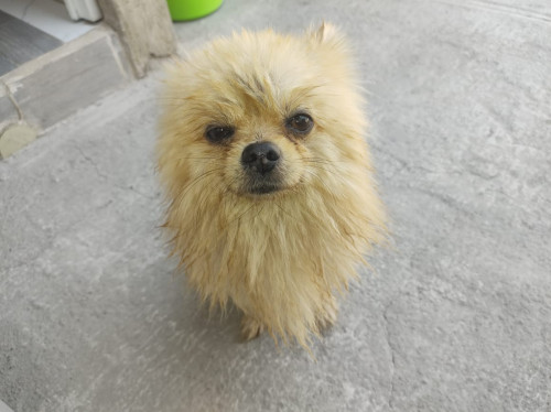 Luca