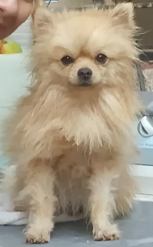 Luca