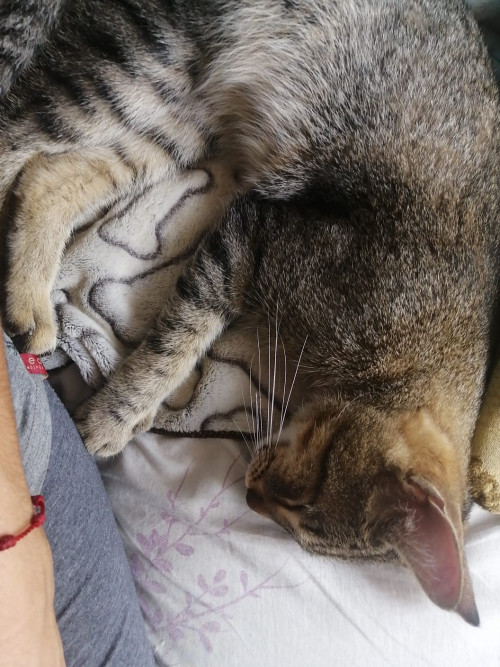 Oziel