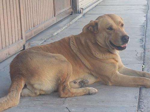 Güera