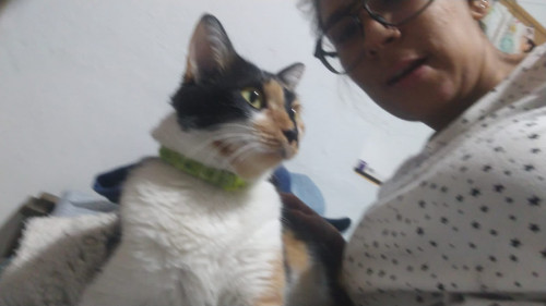 Pola