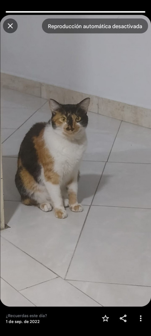 Pola