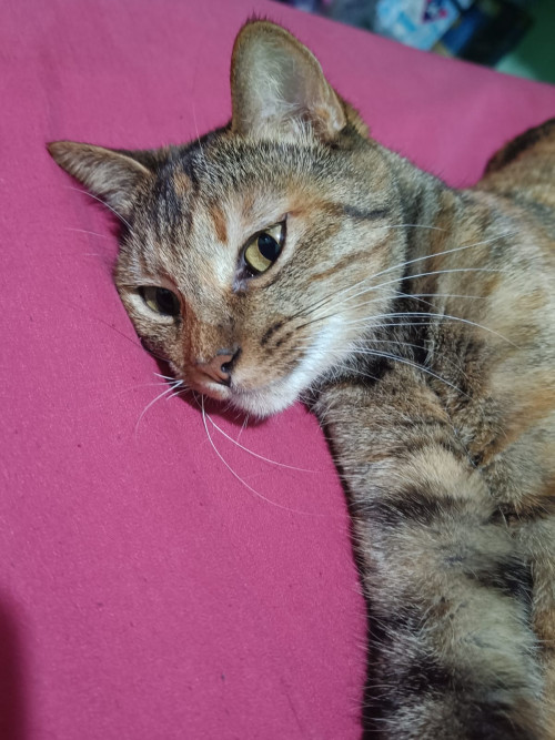 Bastet