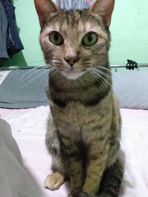 Bastet