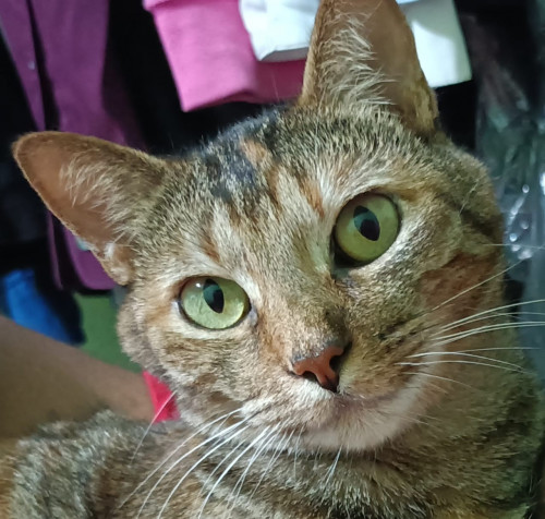 Bastet