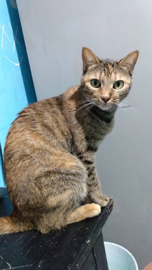 Bastet
