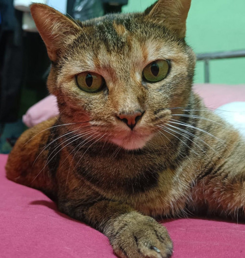 Bastet
