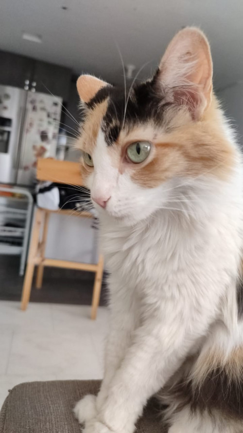 Margarita