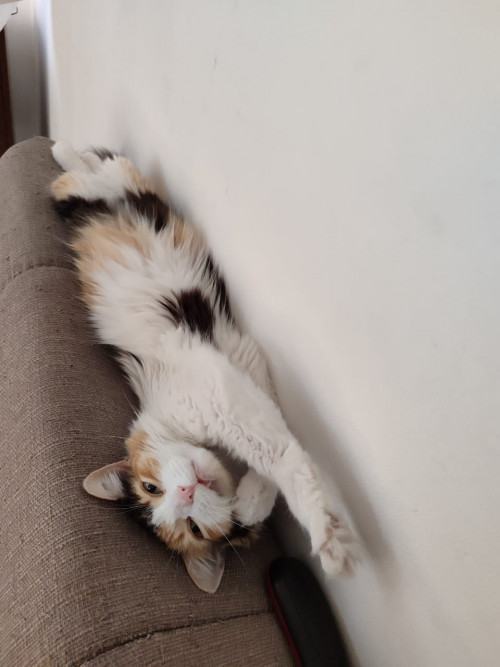 Margarita