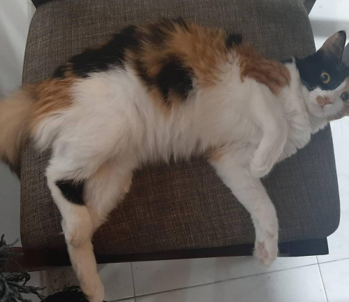 Fiona