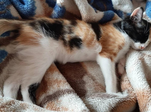 Fiona