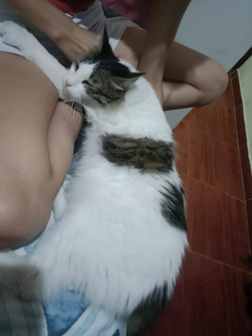 Orión