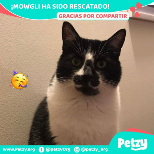 Foto de mascota Mowgli