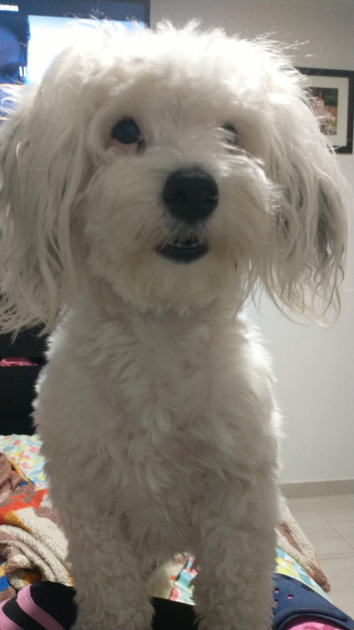 Sammy