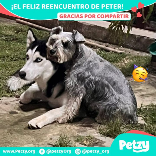 Foto de mascota Peter