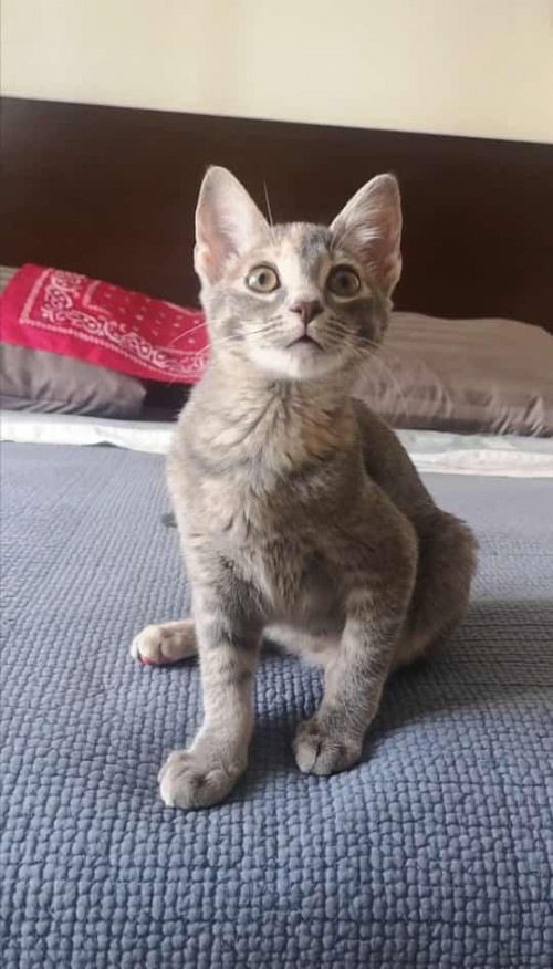 Milly