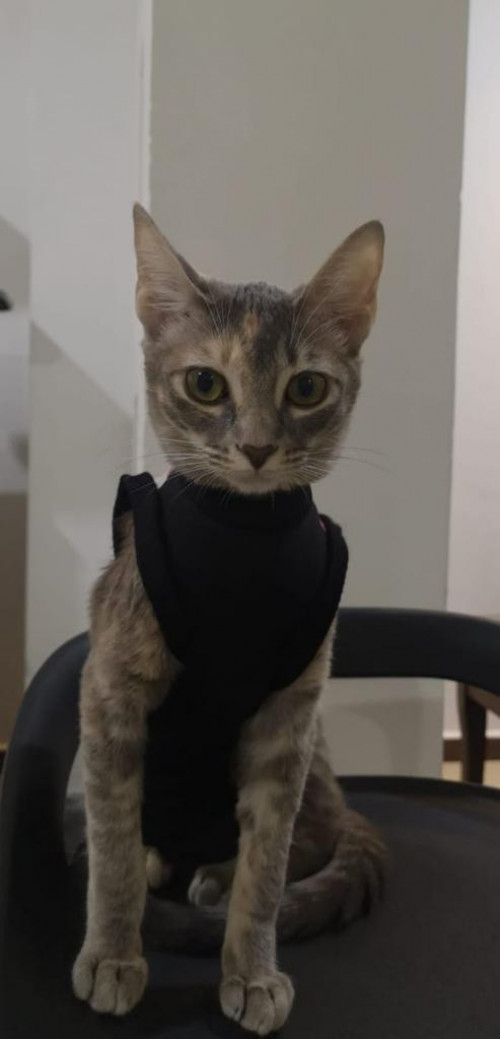 Milly