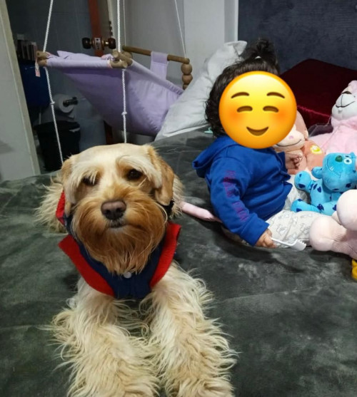 Dobi
