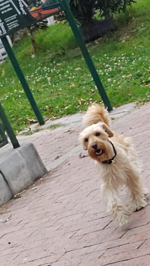 Dobi