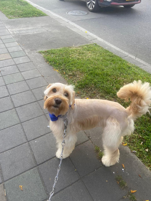 Dobi