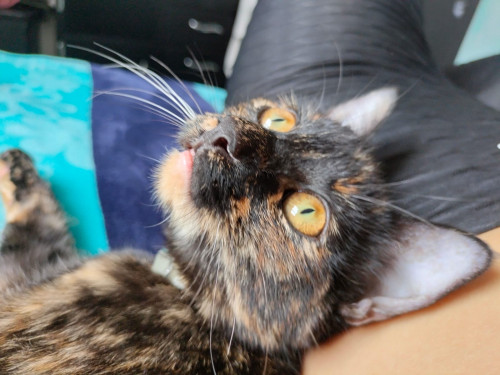 Vera