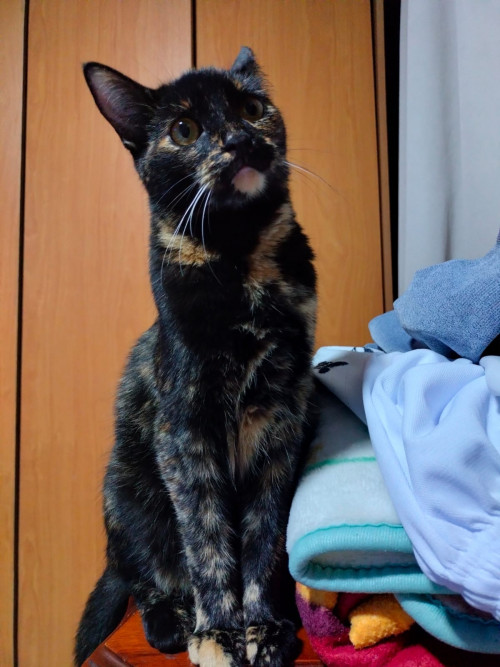Vera