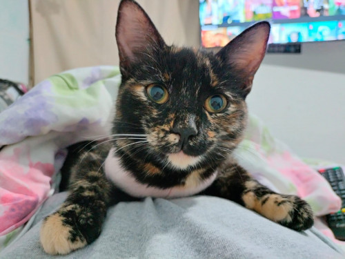 Vera