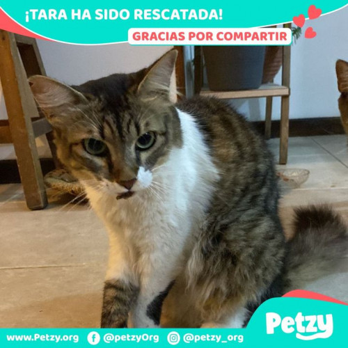 Foto de mascota Tara