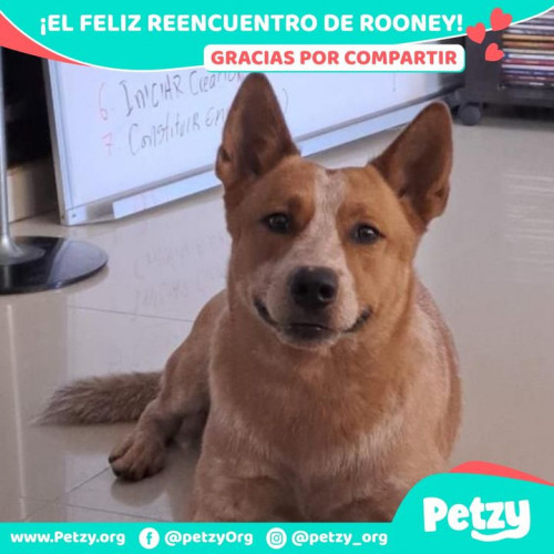 Foto del reencuentro de Rooney