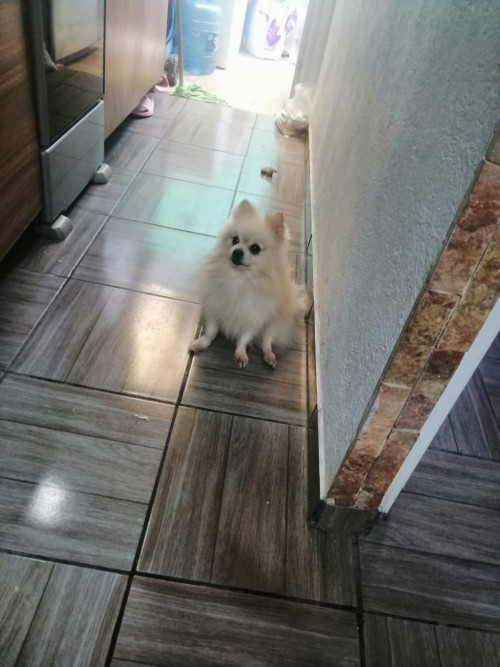 Huevito